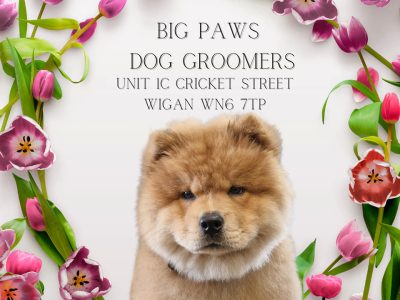 Big Paws dog groomers