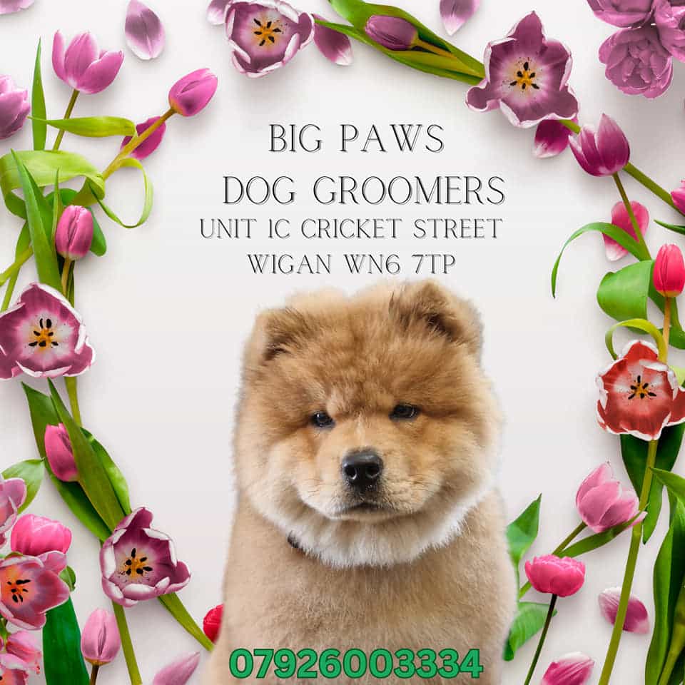 Big Paws dog groomers Local Small Business Hub