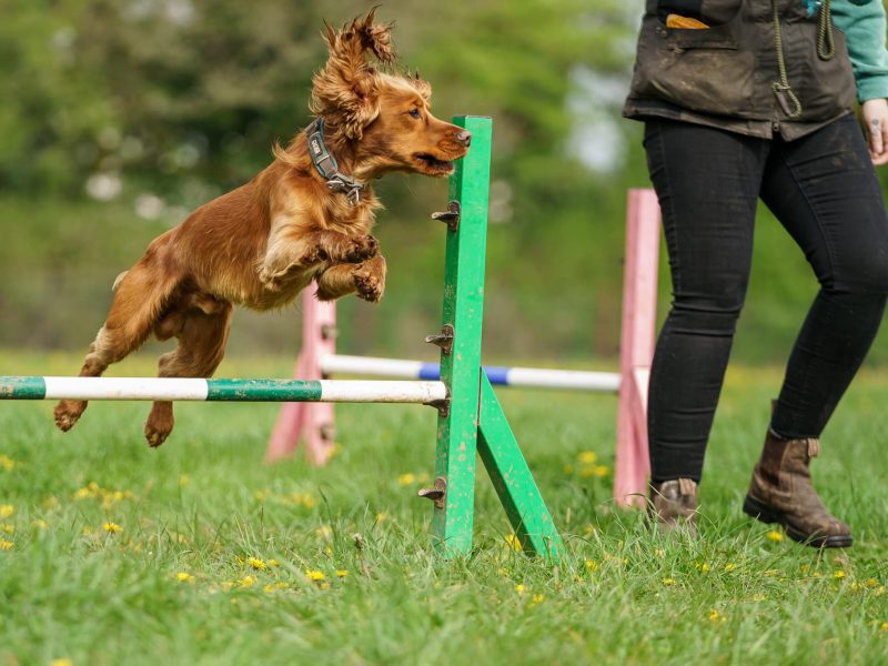 Connect Behaviour Puppy & Dog Training