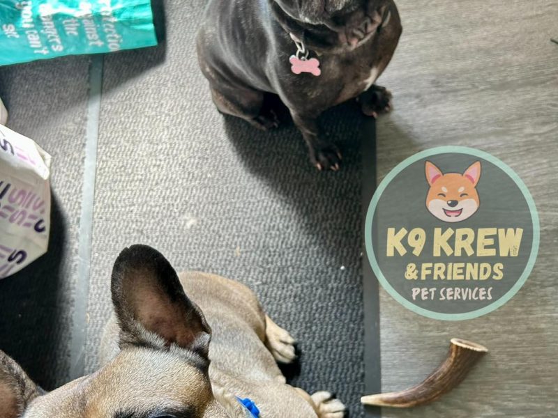 K9 Krew & Friends - Dog Walking & Pet Sitting Service