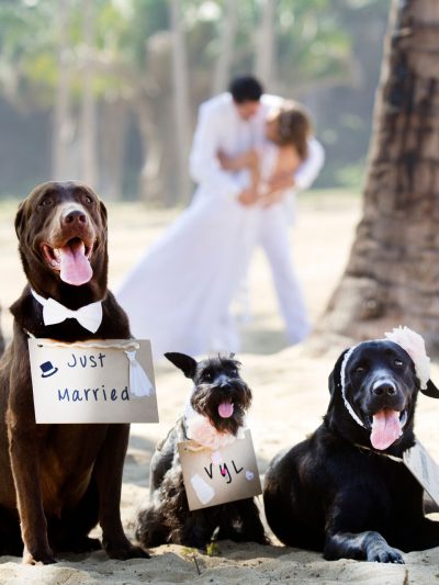 Wedding Dog Chaperone
