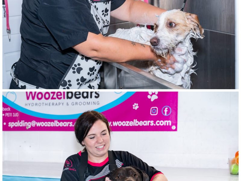 Woozelbears Hydrotherapy and Grooming