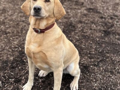 Birch Bark Boarding Kennels & Cattery