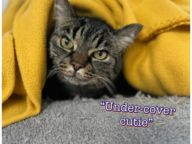 Birch Bark Boarding Kennels & Cattery