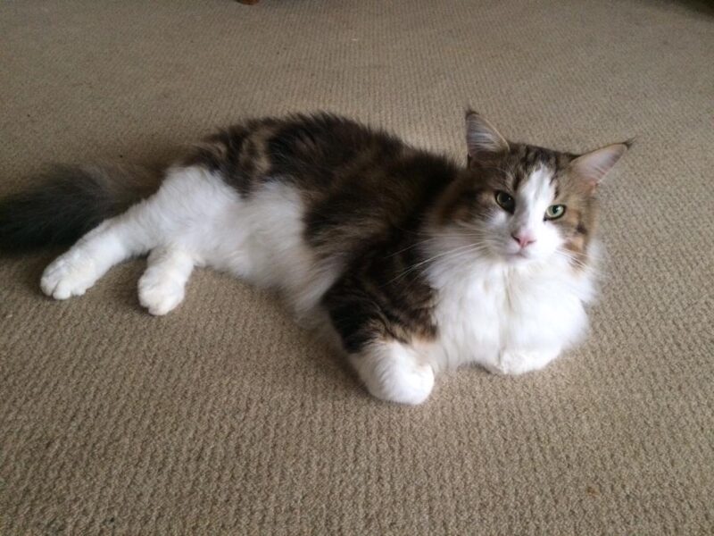 Pawcasso Cat & Dog Grooming Salon