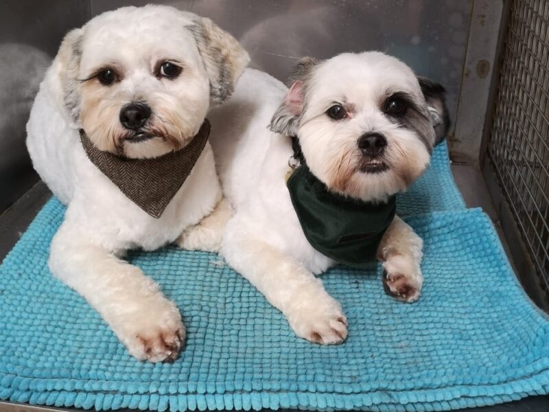 Pawcasso Cat & Dog Grooming Salon