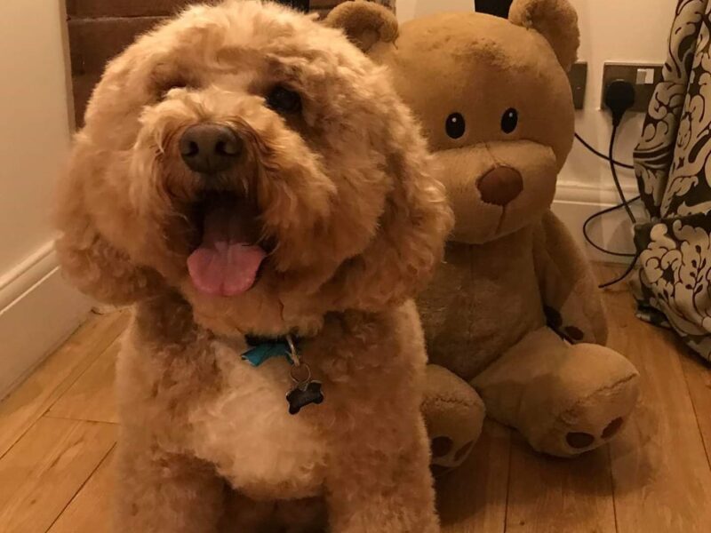 Pawcasso Cat & Dog Grooming Salon